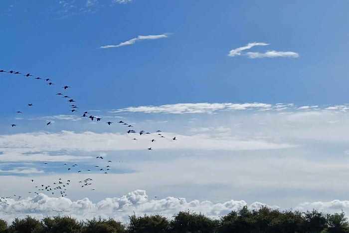 Tagus Estuary Nature Reserve Birdwatching Boat Tour