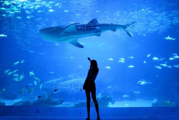 Lisbona: biglietto per l'Oceanário + crociera sul fiume Tago