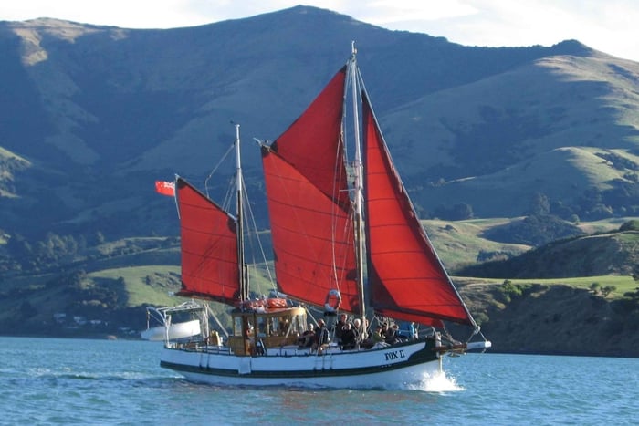 Akaroa: villieläinristeily delfiinien ja pingviinien kanssa