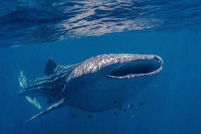 Koraal Baai: Ningaloo Reef zwemmen en snorkelen met walvishaaien