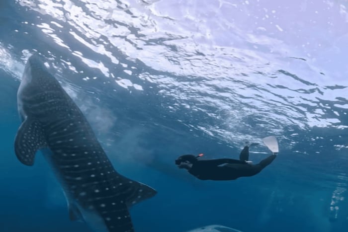 Depuis Lombok : île de Kanawa et excursion observation de requins-baleines avec repas