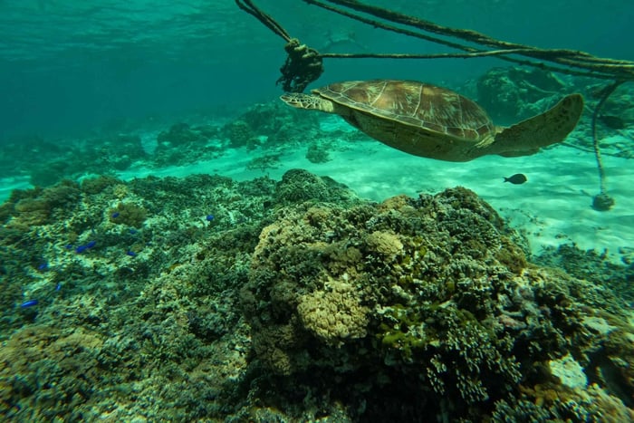 Dagsudflugt med snorkling på Gili-øerne med privat speedbåd