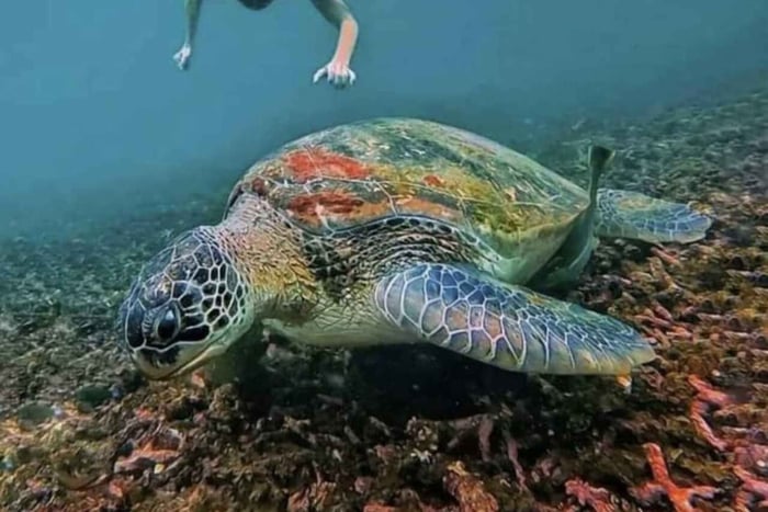 Îles Gili : sortie de snorkeling avec des tortues et des statues