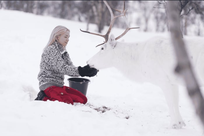 Kirkenes: Sami Experience with Reindeer Feeding