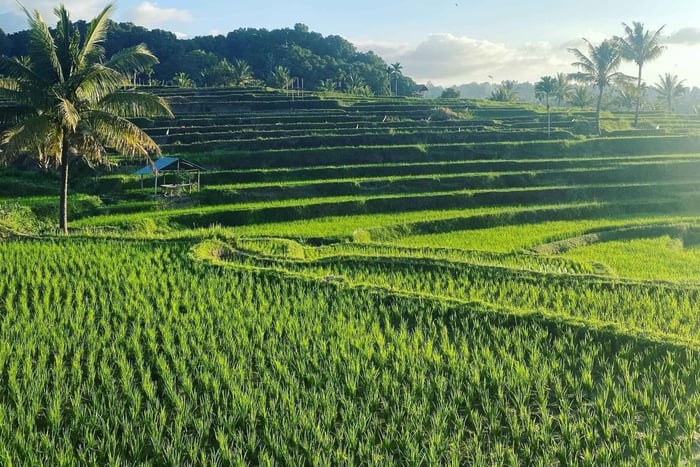 Lombok: Rice Field Terrace, Waterfalls, Culture & Tradition