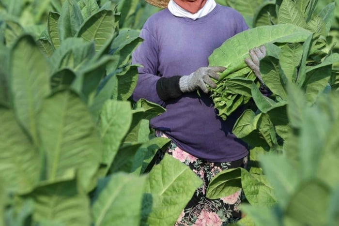 Tobaksfarm på Lombok og traditionel cigaretoplevelse