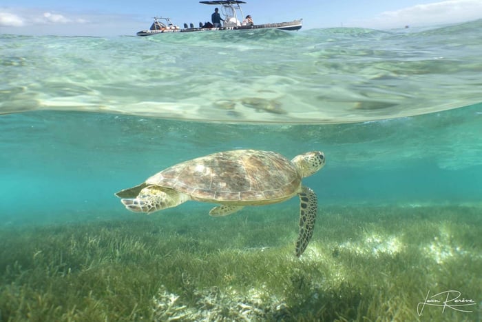 Noumea Terminal: Signal Island-tur og svømning med skildpadder