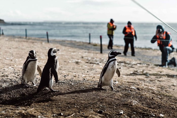 Punta Arenas: Vandring med pingviner på Magdalena og Marta-øya