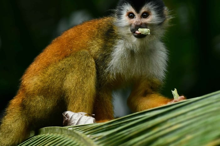 Sierpe : visite familiale, mangroves et faune avec un guide expert bilingue