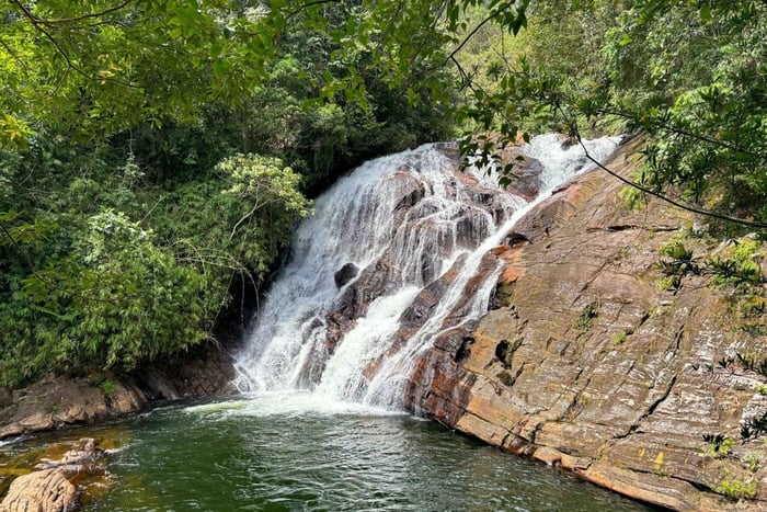 Sinharaja Rainforest: Nature Tour with Local Guide