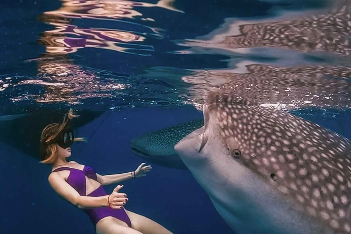 Sumbawa Tour 2 Days 1 Night ( Whale Shark Tour)