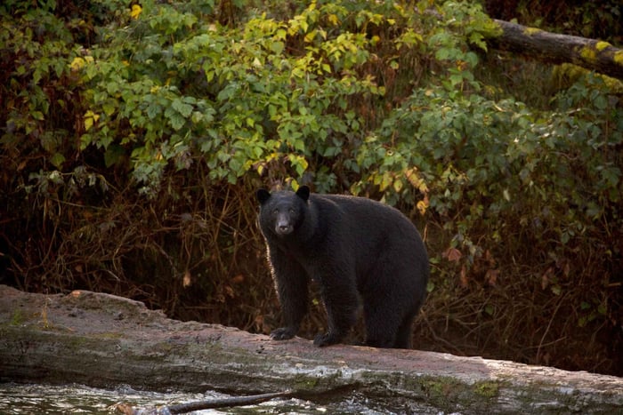 Tofino: Rondvaart om beren te spotten met natuurgids