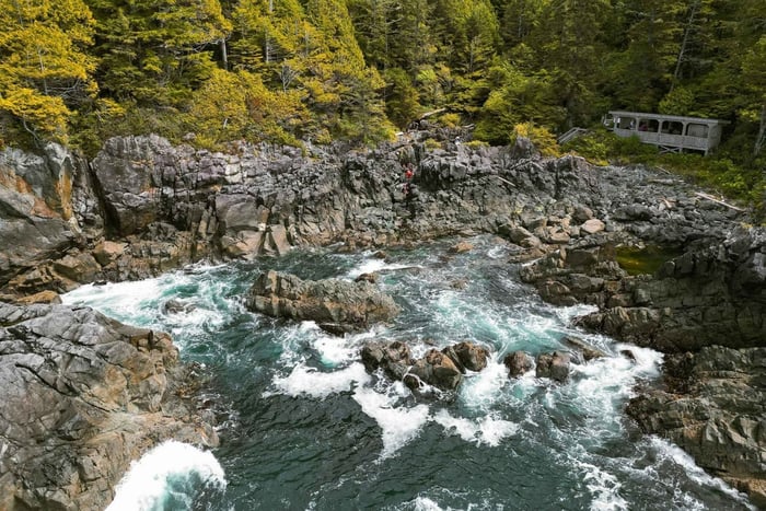 Tofino: tour della baia delle sorgenti termali con crociera alla scoperta della fauna selvatica