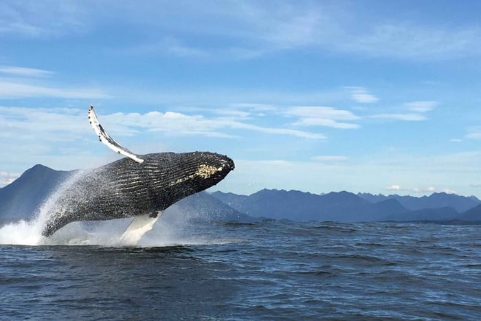 トフィーノ：自然ガイド付きクジラウォッチングツアー