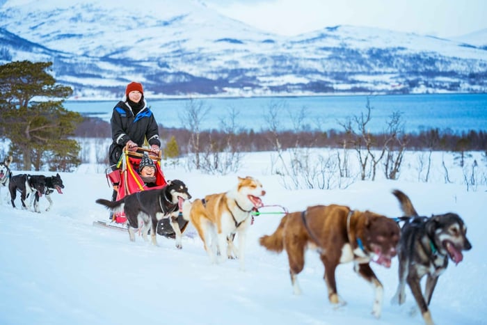 Tromsø: Husky Sled Self-Drive with Traditional Lunch