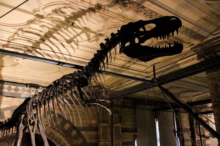 Natural History Museum London Guided Tour Semi-Private 8ppl