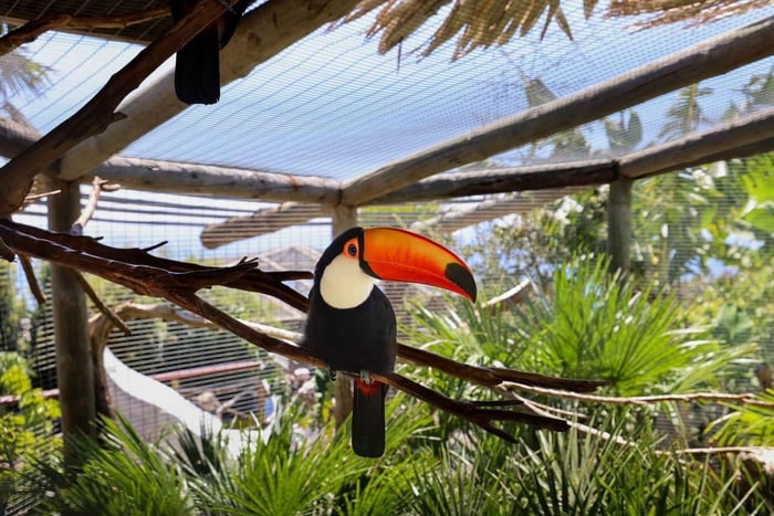 Boca dos Namorados, bird zoo Cabo Girão & Wine Tour