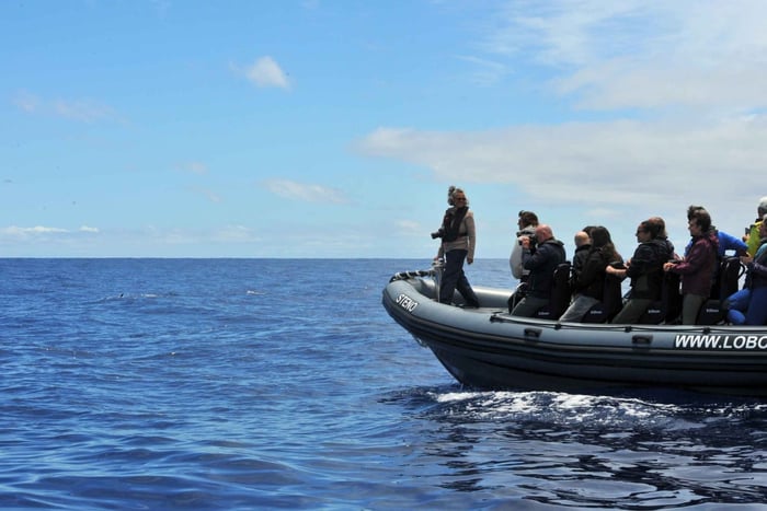 Calheta: Experiência Respeitosa de Vida Selvagem Oceânica de RIB