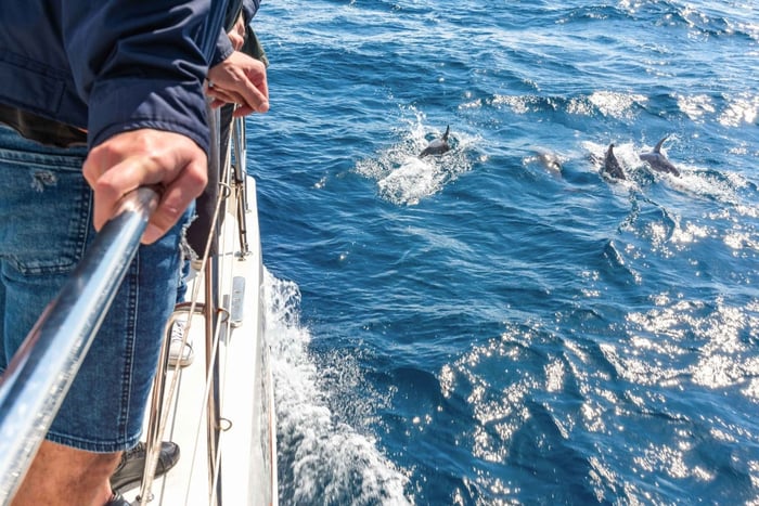 Do Funchal: Excursão de observação de baleias e golfinhos na Madeira