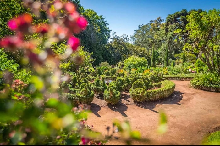 Funchal: Cliffs, Clouds, and Camellias a Tuk-Tuk Experience