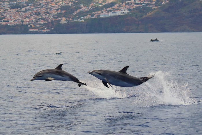 Funchal: Garantiert wilde Delfin- und Walbeobachtung mit dem RIB
