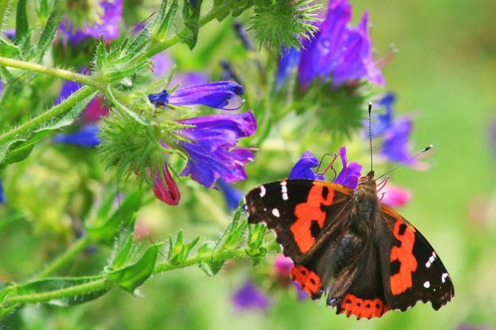 Guided Butterfly-Watching Tour