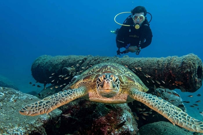 Dykning ved House Reef ved den 300 år gamle kanon
