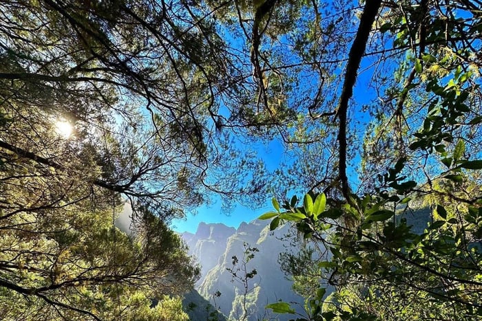 Into the Green Cauldron - Queimadas