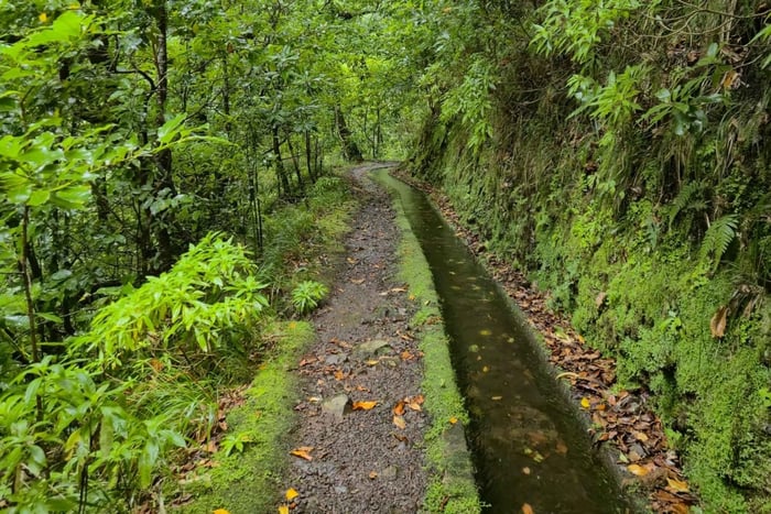 Levada dos Tornos - Lombo do Urzal Levada Walk