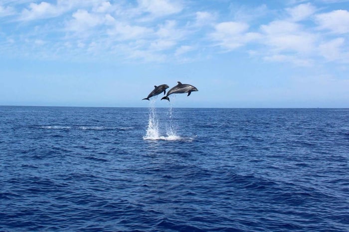 Madère : croisière d'observation des baleines et des baleines boréales d'une durée de 2,5 heures