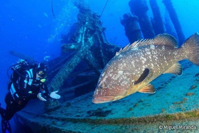 Madeira: 4-hour Scuba Dive from Porto Santo Island