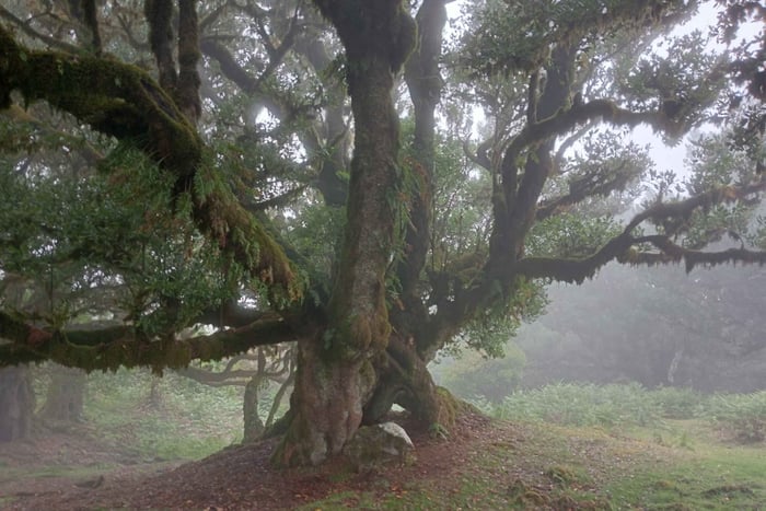 Madeira: Fanal Forest Guided Hiking Tour