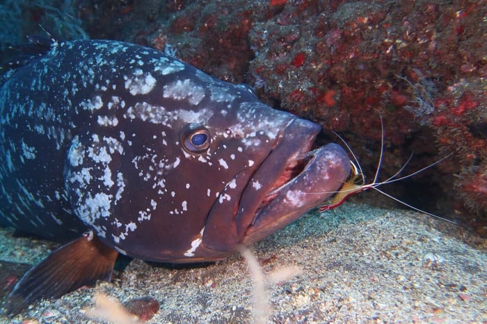 Madeira: National Marine Reserve 2-Dive Trip
