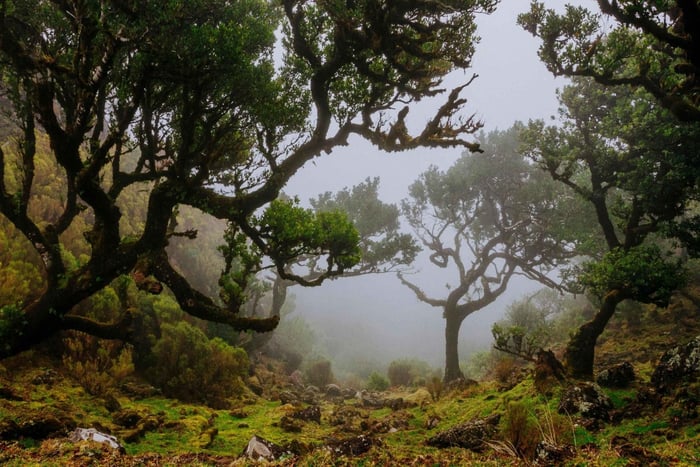 Madeira: PR 18 – Caminhada pela Levada do Rei com transporte e guia