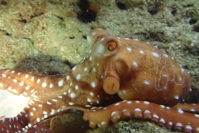 Snorkling om natten: En uforglemmelig oplevelse!