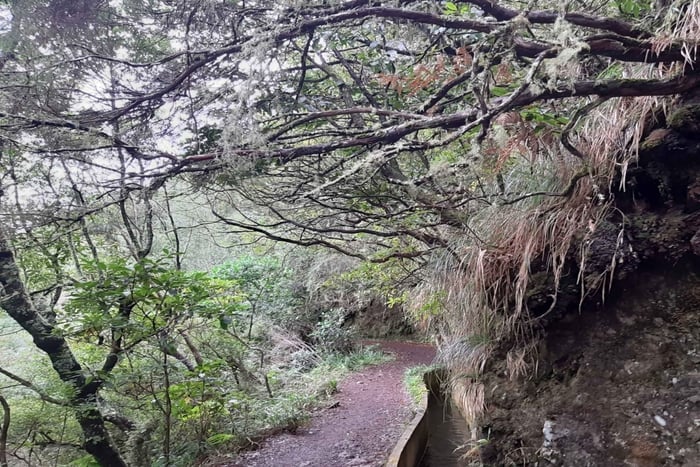 Private Guided Levada Ribeiro Frio - Portela Walk