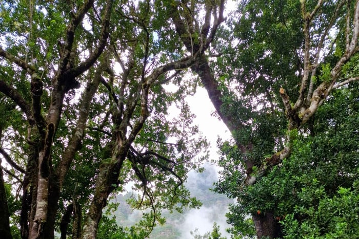 Private Madeira Island Tour