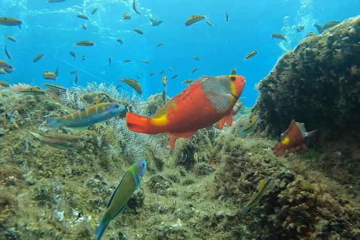 Riff-Fischbeobachtung