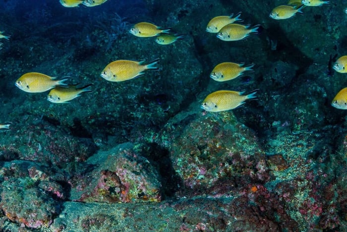 Duiken op Madeira, de veilige haven van de Atlantische Oceaan