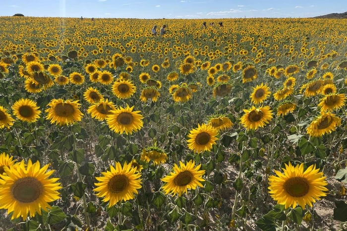 From Madrid - Day trip to Sunflower Fields and Burgos