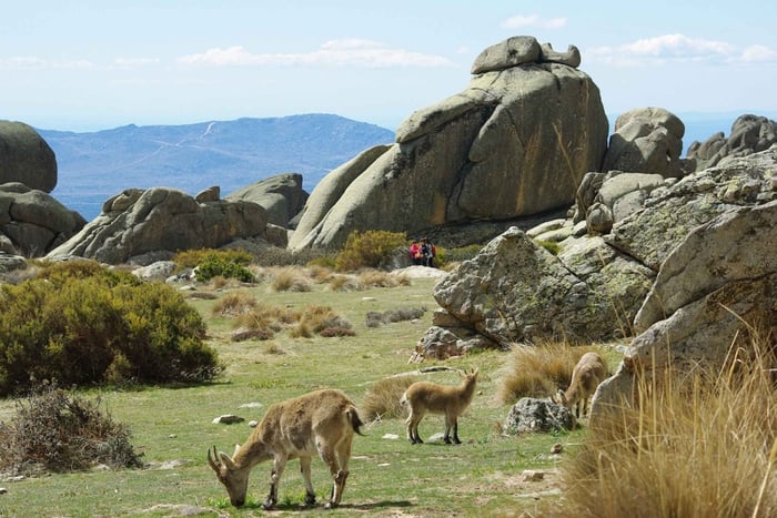 Da Madrid: escursione di un giorno nella Sierra de Guadarrama