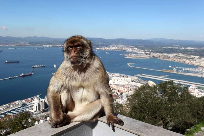 Desde Málaga: Tour a Gibraltar y visita al Peñón (opcional)
