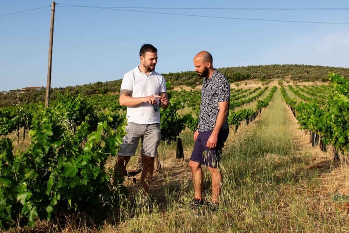 Fra Málaga: Tur med økologisk olivenolje og vin med matpairing