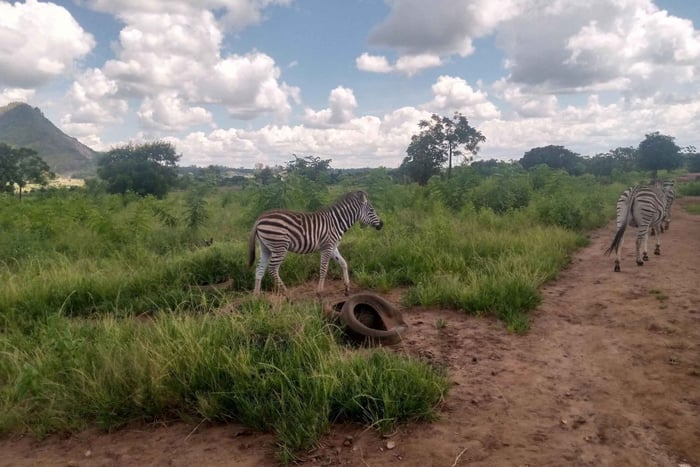 Malawi wildlife safari tour