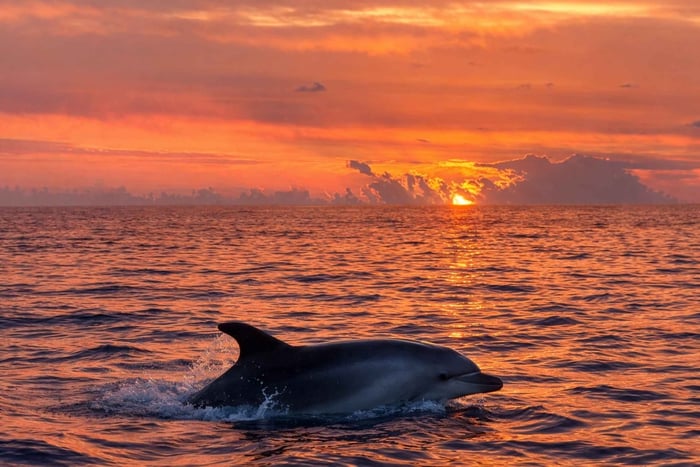 Alcudia: avvistamento dei delfini all'alba in motoscafo