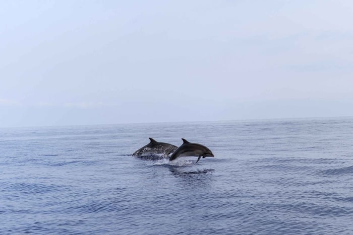 Alcúdia: crociera con avvistamento di delfini all'alba