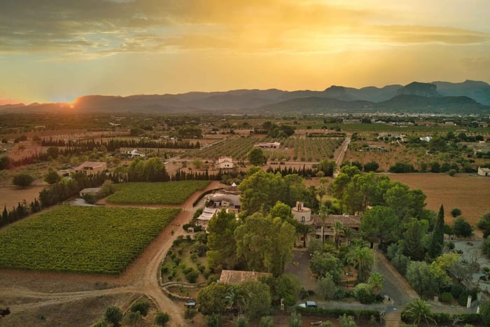 Binissalem: Visita individual a viñedos y cata de vinos en alemán