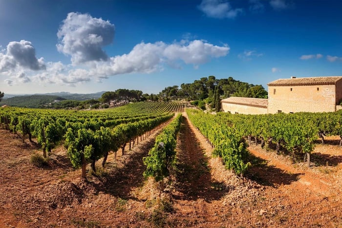 Scopri i tesori del vino di Maiorca in una delle migliori cantine.