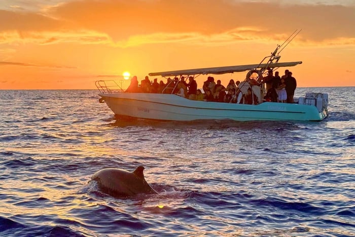 From Alcudia: Sunrise Dolphin Watching Boat Tour