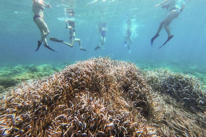 Sant Elm: Kayak&Snorkel Tour - The Secret of the Posidonia